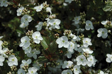 Load image into Gallery viewer, Veronica x &#39;Whitewater&#39; (Speedwell)
