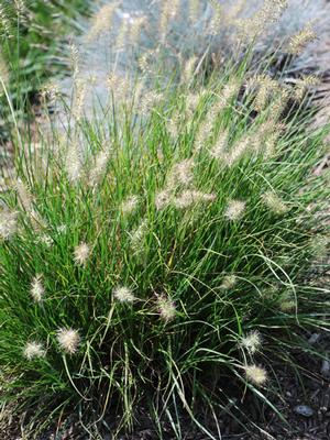 Pennisetum alopecuroides 'Little Bunny' (Fountain Grass)