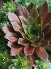Load image into Gallery viewer, Sempervivum &#39;Red Rubin&#39; (Hens-and-chicks)
