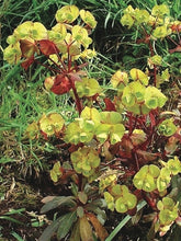 Load image into Gallery viewer, Robb&#39;s Spurge (Euphorbia amygdaloides var. robbiae)
