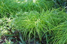 Load image into Gallery viewer, Carex oshimensis Evercolor® Everillo (Sedge)
