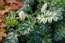 Load image into Gallery viewer, Variegated Bear&#39;s Breeches (Acanthus x &#39;Whitewater&#39;)
