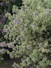 Load image into Gallery viewer, Variegated English Thyme (Thymus vulgaris &#39;Silver Posie&#39;)
