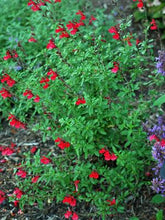 Load image into Gallery viewer, Autumn Sage (Salvia greggii Arctic Blaze® Red), red flowers
