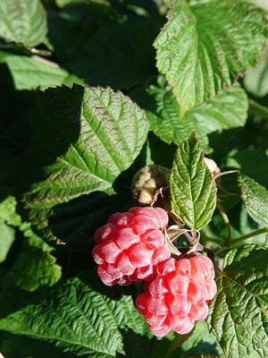 Bushel and Berry® (Rubus Raspberry Shortcake®)