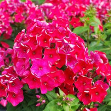 Load image into Gallery viewer, Dwarf Garden Phlox (Phlox paniculata Flame™Red), red flowers
