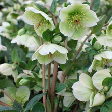 Load image into Gallery viewer, Helleborus x Frostkiss® Molly&#39;s White (Lenten Rose)
