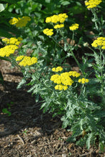 Load image into Gallery viewer, Achillea x &#39;Moonshine&#39; (Yarrow) perennial
