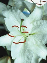 Load image into Gallery viewer, Lilium (Oriental) &#39;Casa Blanca&#39; (Oriental Hardy Lily)
