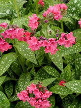 Load image into Gallery viewer, Pulmonaria x &#39;Shrimps on the Barbie&#39; (Lungwart)
