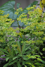Load image into Gallery viewer, Spurge (Euphorbia x martinii &#39;Ascot Rainbow&#39;)
