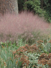 Load image into Gallery viewer, Pink Muhly Grass (Muhlenbergia capillaris)
