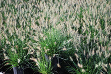 Load image into Gallery viewer, Pennisetum alopecuroides &#39;Little Bunny&#39; (Fountain Grass)
