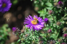 Load image into Gallery viewer, Aster novae-angliae &#39;Purple Dome&#39; (New England Aster) perennial, purple flowers
