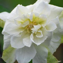 Load image into Gallery viewer, Clematis hybrid &#39;Duchess of Edinburgh&#39; (Hybrid Clematis), white flower
