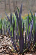 Load image into Gallery viewer, Blue Flag (Iris versicolor &#39;Purple Flame&#39;)
