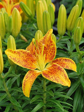 Load image into Gallery viewer, Lilium Lily Looks™&#39;Tiny Parrot&#39; (Dwarf Asiatic Hardy Lily)
