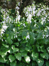 Load image into Gallery viewer, Hosta x &#39;Royal Standard&#39; (Plantain Lily)
