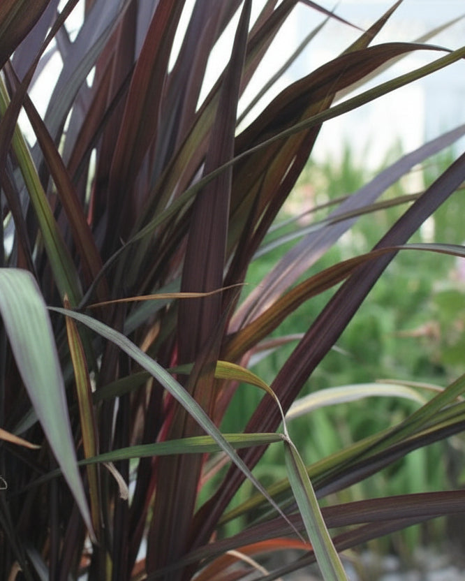 Pennisetum 'First Knight' (Fountain Grass)