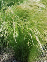 Load image into Gallery viewer, Mexican Feather Grass (Nassella tenuissima)
