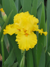 Load image into Gallery viewer, Iris g. &#39;Pure as Gold&#39; (Yellow) (Tall Bearded Iris)
