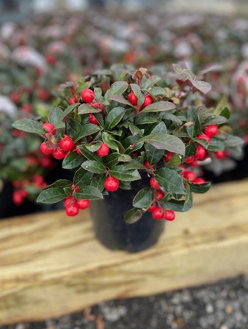 Gaultheria procumbens Berry Cascade™(Wintergreen)