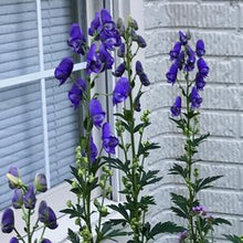 Load image into Gallery viewer, Monkshood (Aconitum carmichaelii &#39;Arendsii&#39;)
