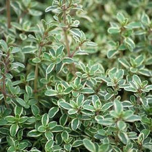 Load image into Gallery viewer, Variegated English Thyme (Thymus vulgaris &#39;Silver Posie&#39;)
