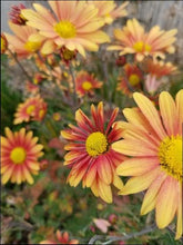 Load image into Gallery viewer, Chrysanthemum x &#39;Campfire Glow&#39; (Chrysanthemum), orange flowers
