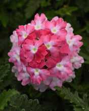 Load image into Gallery viewer, Verbena EnduraScape™Pink Fizz (Vervain)
