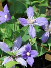 Load image into Gallery viewer, Clematis hybrid &#39;Arabella&#39; (Hybrid Clematis), purple flowers
