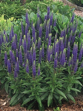 Load image into Gallery viewer, Veronica spicata &#39;Royal Candles&#39; (Speedwell)
