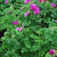 Load image into Gallery viewer, Beach Rose (Rosa rugosa), purple flowers
