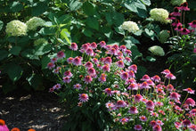 Load image into Gallery viewer, Echinacea x purpurea &#39;Butterfly Kisses&#39; (Coneflower)

