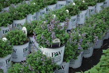 Load image into Gallery viewer, Nepeta x &#39;Cat&#39;s Pajamas&#39; (Catmint)

