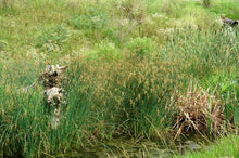 Load image into Gallery viewer, Wool grass (Scirpus cyperinus)
