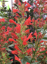 Load image into Gallery viewer, Agastache x Kudos™Red (Dwarf Hummingbird Mint) perennial
