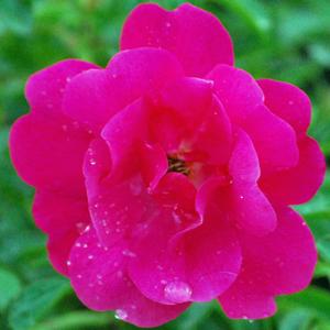 Flower Carpet® Pink Supreme