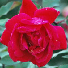 Load image into Gallery viewer, Red Double Knock Out®Rose
