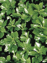 Load image into Gallery viewer, Pachysandra terminalis &#39;Green Sheen&#39; (Japanese spurge)
