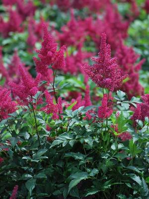 Astilbe japonica 'Montgomery' (False Spirea) perennial, red flowers