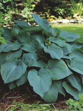 Load image into Gallery viewer, Hosta x &#39;Blue Angel&#39; (Plantain Lily)
