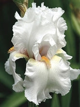 Load image into Gallery viewer, Iris germanica &#39;Immortality&#39; (Tall Bearded Iris
