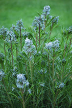 Load image into Gallery viewer, Thread-leaf Blue Star (Amsonia hubrichtii)
