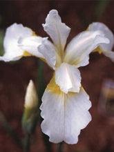 Load image into Gallery viewer, Iris sibirica &#39;Snow Queen&#39; (Siberian Iris)
