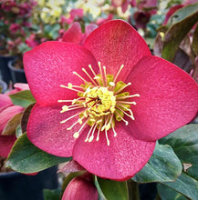 Load image into Gallery viewer, Helleborus HGC® Ice N&#39; Roses® Red (Helleborus Gold Collection® Lenten Rose)
