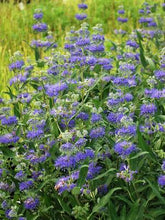 Load image into Gallery viewer, Caryopteris clandonensis &#39;Dark Knight&#39; (Blue Beard), blue flowers
