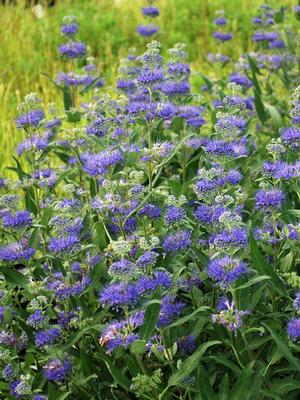 Caryopteris clandonensis 'Dark Knight' (Blue Beard), blue flowers