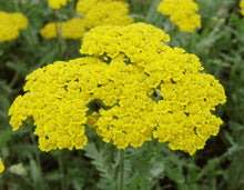 Load image into Gallery viewer, Achillea x &#39;Moonshine&#39; (Yarrow) perennial
