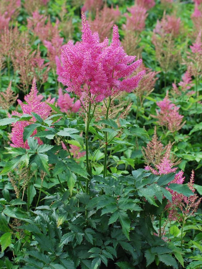 Astilbe japonica 'Rheinland' (False Spirea) perennial, pink flowers